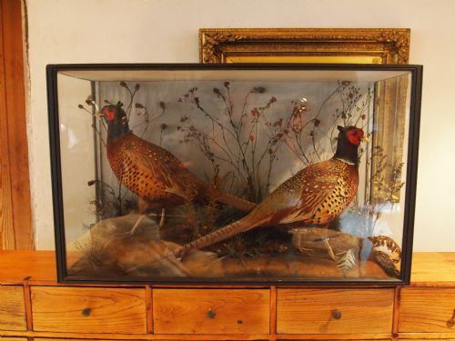 Taxidermy a Rare Pair of Victorian Cock Pheasants John Cole Norwich 1838-1906