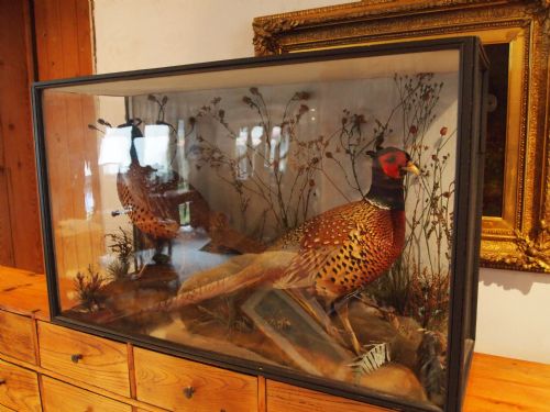 fig 1. Taxidermy a rare pair of Victorian cock Pheasants John Cole Norwich 1838-1906