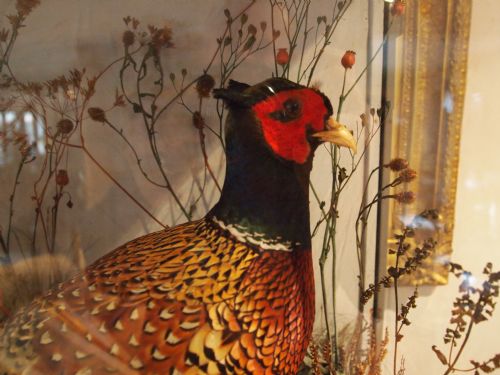 fig 2. Taxidermy a rare pair of Victorian cock Pheasants John Cole Norwich 1838-1906