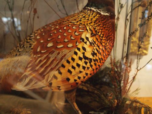 fig 4. Taxidermy a rare pair of Victorian cock Pheasants John Cole Norwich 1838-1906