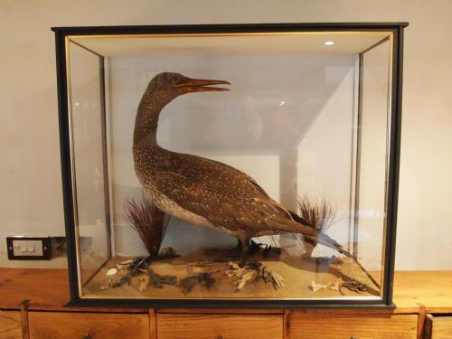 Taxidermy a Rare Victorian Young Gannet C1880