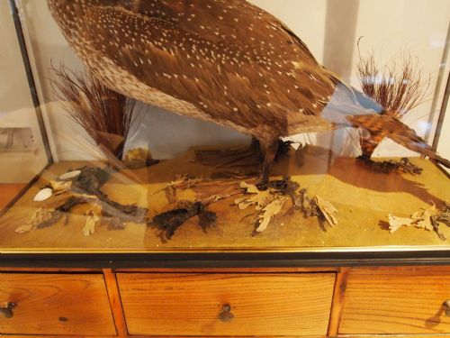 fig 1. Taxidermy a rare Victorian young Gannet c1880