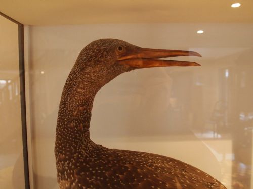 fig 2. Taxidermy a rare Victorian young Gannet c1880