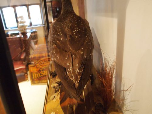 fig 3. Taxidermy a rare Victorian young Gannet c1880