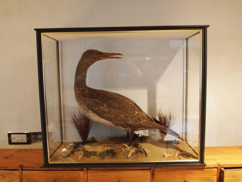 fig 4. Taxidermy a rare Victorian young Gannet c1880