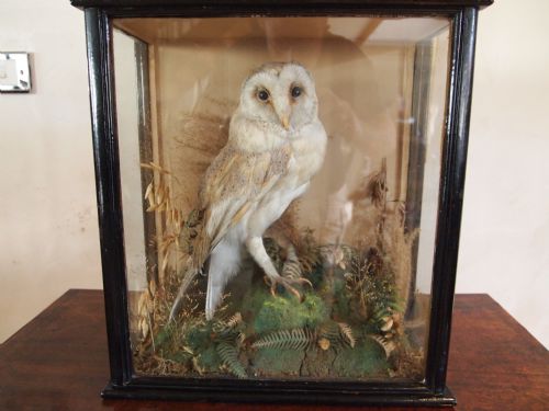fig 1. Taxidermy Victorian Barn owl in original case and naturalistic setting c1890