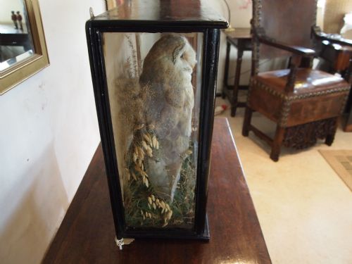 fig 2. Taxidermy Victorian Barn owl in original case and naturalistic setting c1890