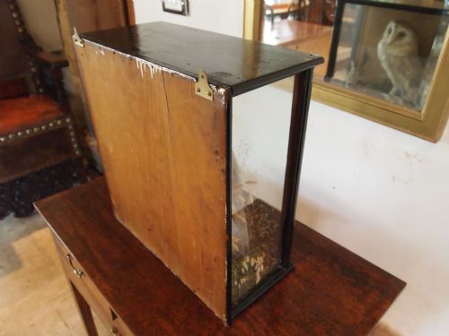 fig 3. Taxidermy Victorian Barn owl in original case and naturalistic setting c1890