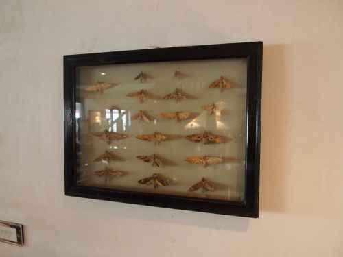 Taxidermy Lepidopterist Victorian Specimen Moths in Original Frame C1890