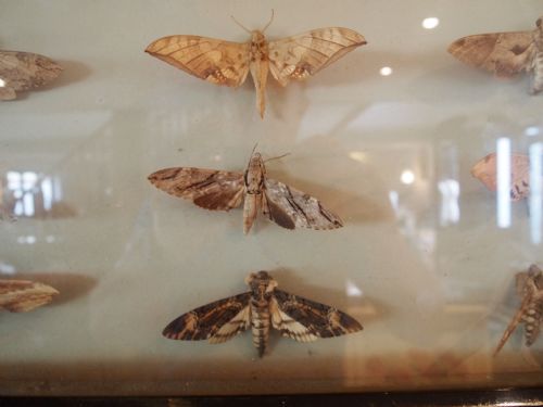 fig 1. Taxidermy lepidopterist Victorian specimen Moths in original frame c1890
