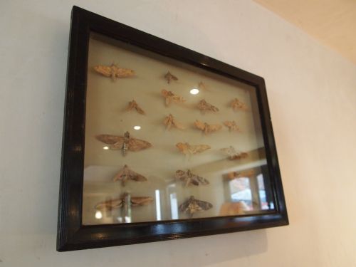 fig 2. Taxidermy lepidopterist Victorian specimen Moths in original frame c1890