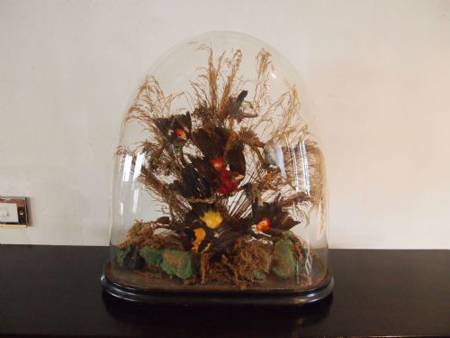 Taxidermy Victorian Exotic Birds in Glass Dome C1870