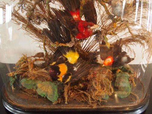 fig 1. Taxidermy Victorian exotic birds in glass dome c1870