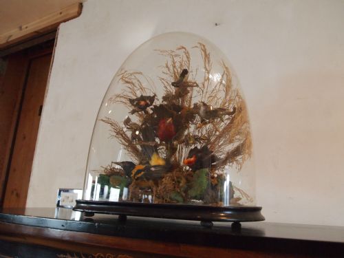 fig 2. Taxidermy Victorian exotic birds in glass dome c1870