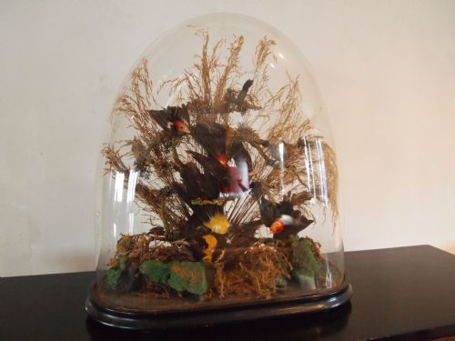 fig 3. Taxidermy Victorian exotic birds in glass dome c1870