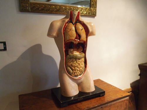 Medical Torso Model German Hermann Wittmann C1910