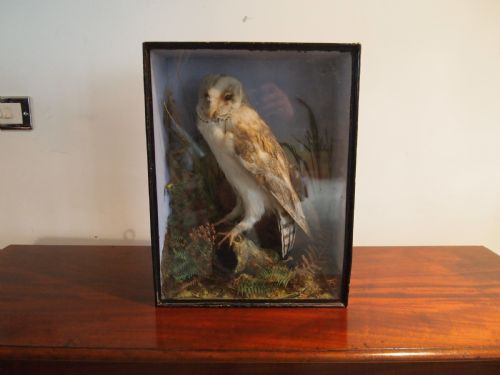 Taxidermy Victorian Barn Owl Naturalistic Setting C1880
