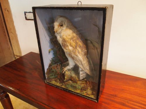 fig 1. Taxidermy Victorian Barn Owl naturalistic setting c1880