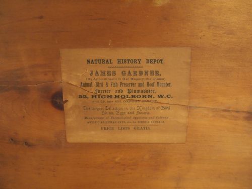 fig 2. Very Rare James Gardner Collectors chest of drawers Mahogany c1890