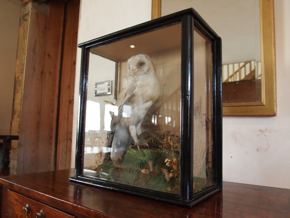 Taxidermy Victorian Barn owl in original case and naturalistic setting c1890