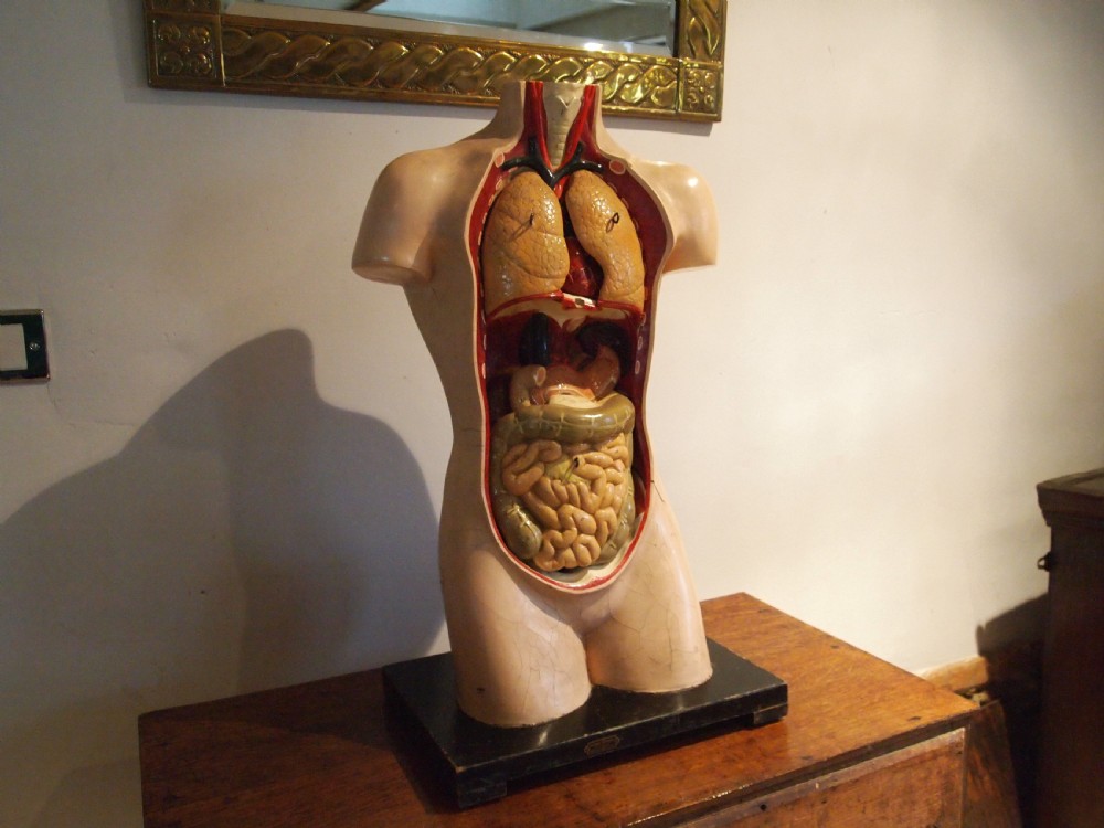 Medical torso model German Hermann Wittmann c1910