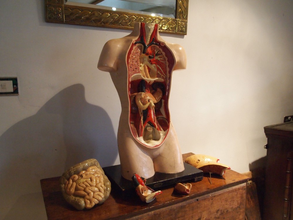 Medical torso model German Hermann Wittmann c1910 View III
