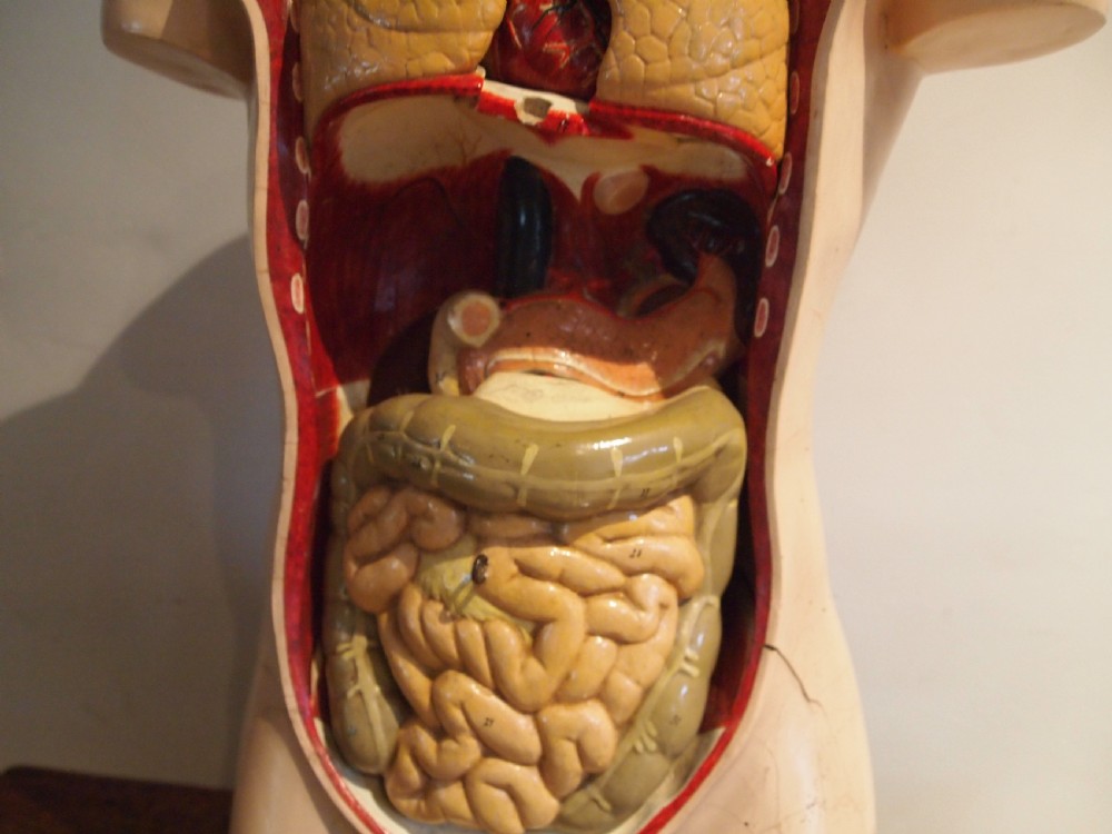 Medical torso model German Hermann Wittmann c1910 View IV