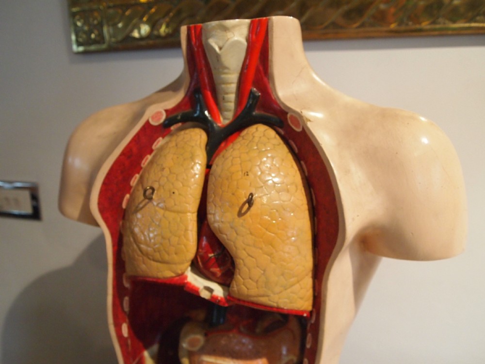 Medical torso model German Hermann Wittmann c1910 View V