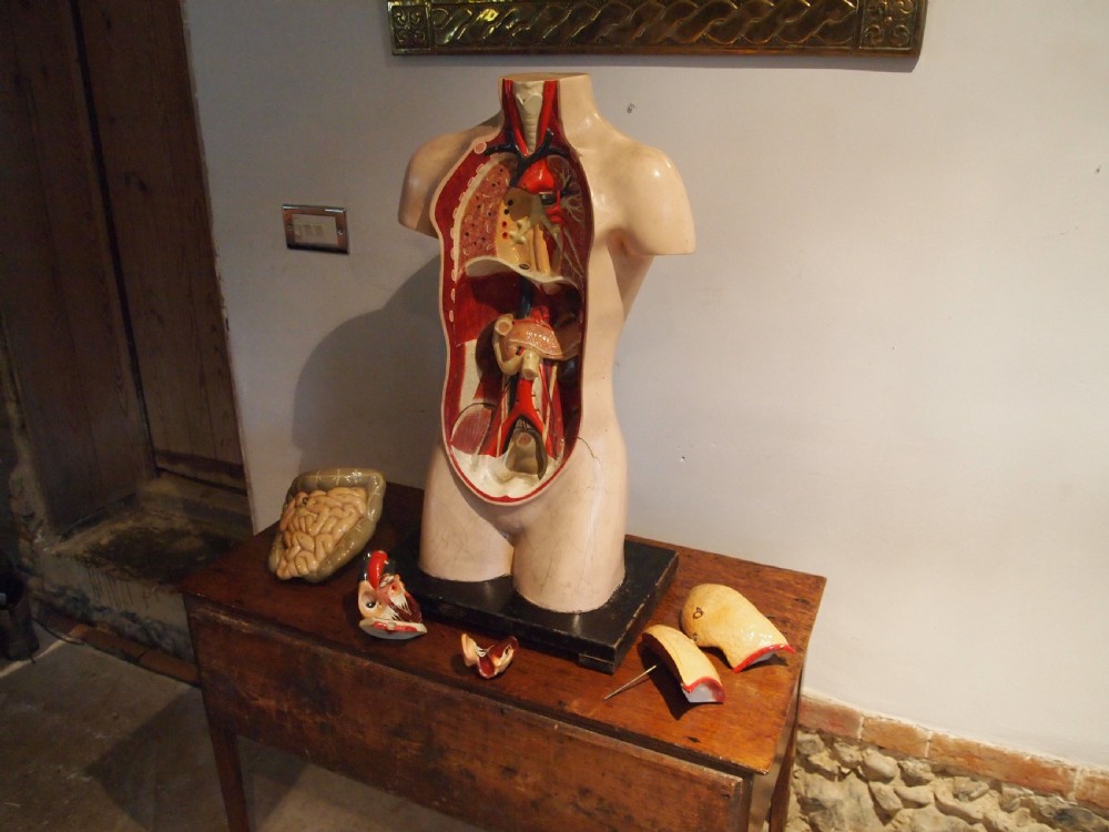 Medical torso model German Hermann Wittmann c1910 View VI
