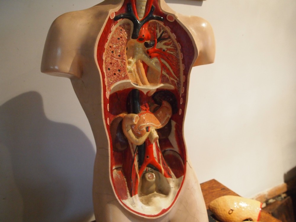 Medical torso model German Hermann Wittmann c1910 View VII