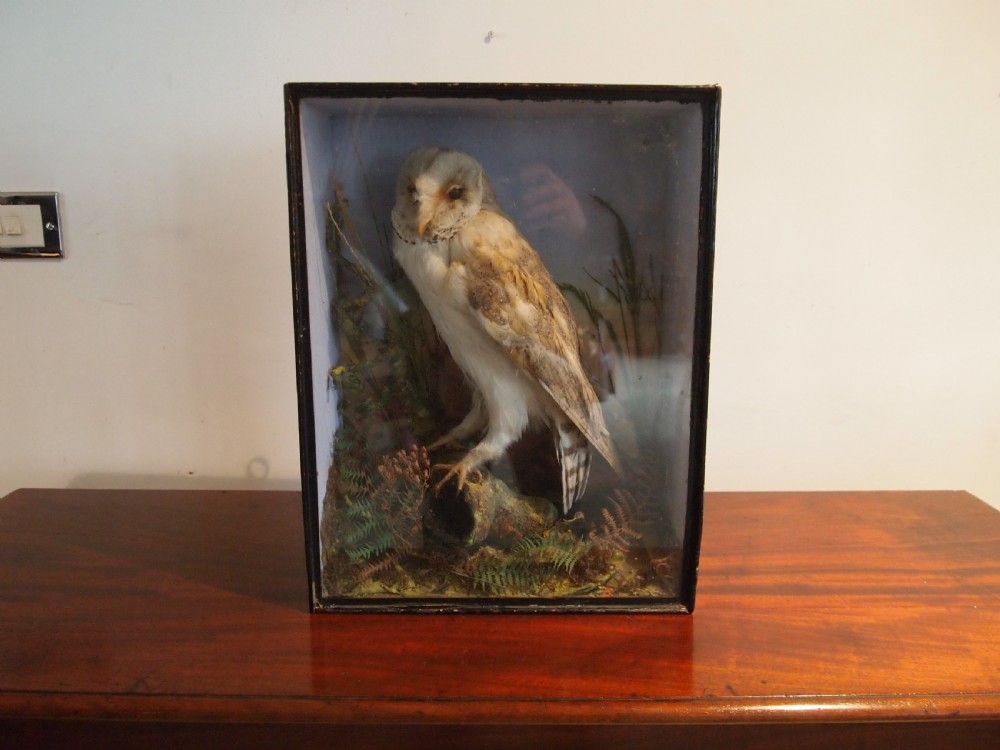 Taxidermy Victorian Barn Owl naturalistic setting c1880