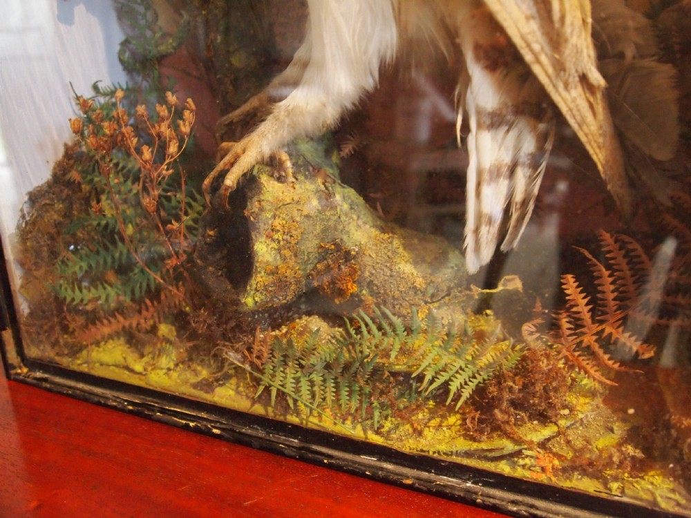 Taxidermy Victorian Barn Owl naturalistic setting c1880 View IV