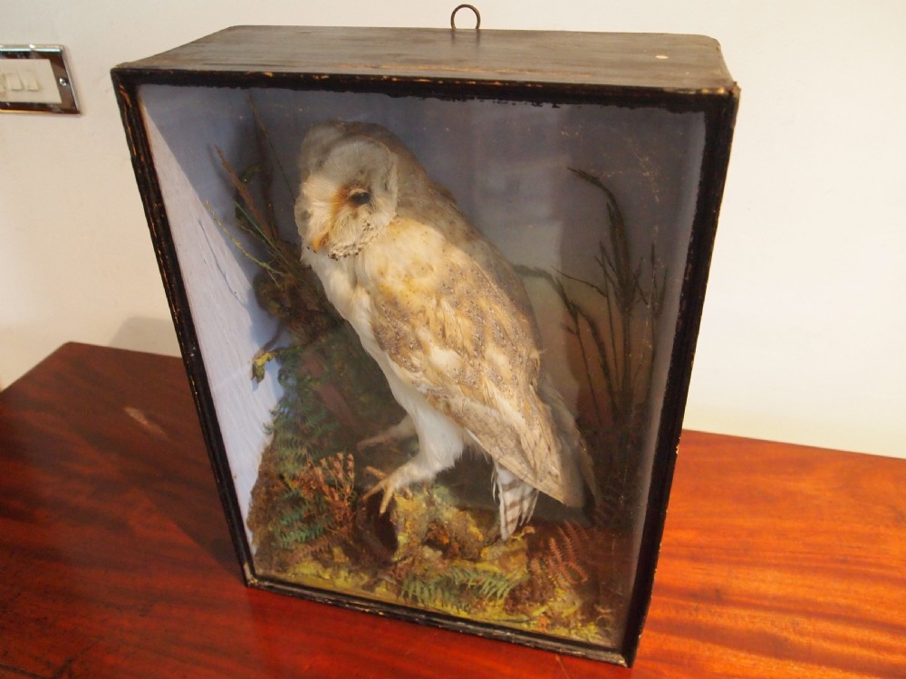 Taxidermy Victorian Barn Owl naturalistic setting c1880 View V
