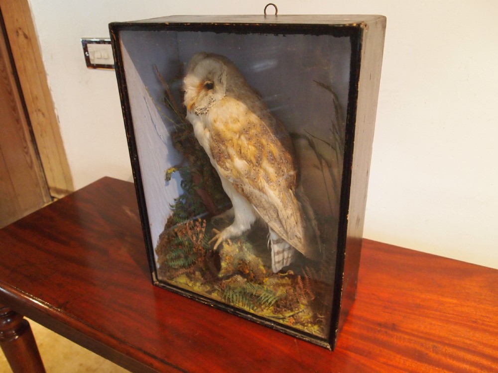 Taxidermy Victorian Barn Owl naturalistic setting c1880 View VII