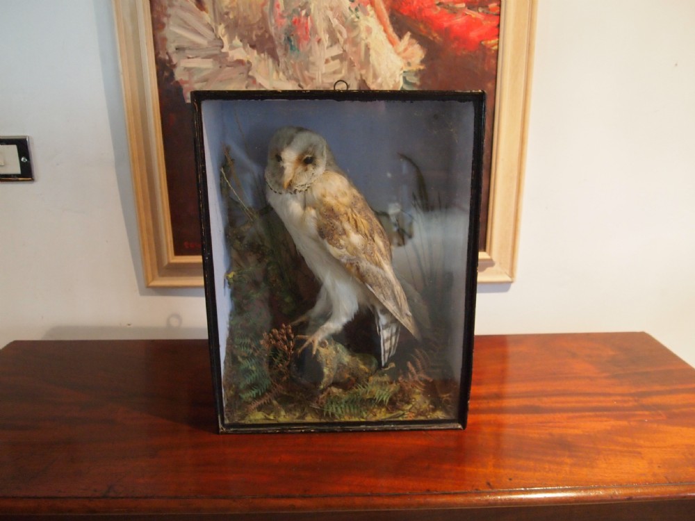 Taxidermy Victorian Barn Owl naturalistic setting c1880 View VIII