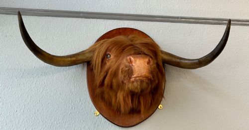 TAXIDERMY OF SCOTTISH HIGHLAND COW - ADDITIONAL PHOTO 1