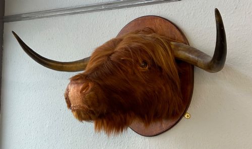 TAXIDERMY OF SCOTTISH HIGHLAND COW - ADDITIONAL PHOTO 2