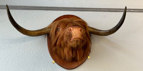TAXIDERMY OF SCOTTISH HIGHLAND COW - ADDITIONAL PHOTO 3