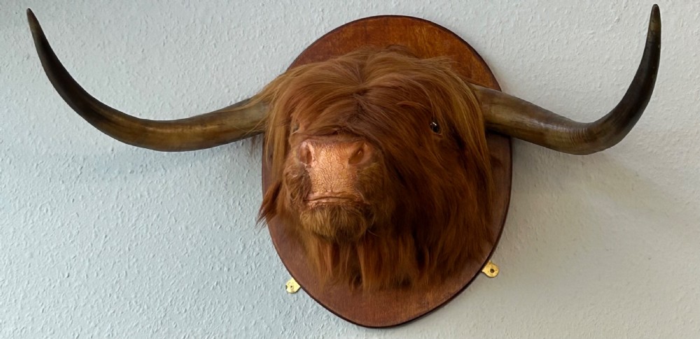 Taxidermy of Scottish Highland Cow