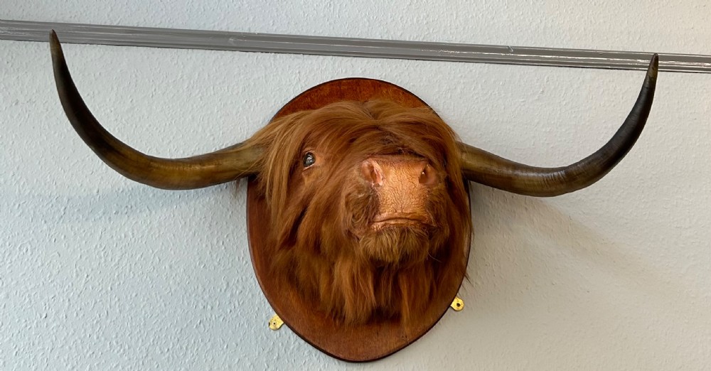 Taxidermy of Scottish Highland Cow View II