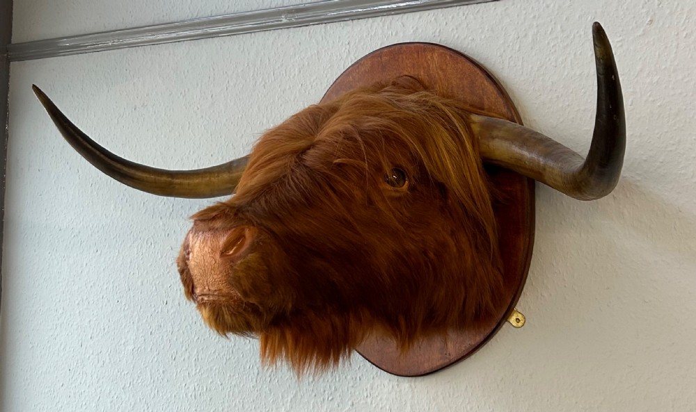 Taxidermy of Scottish Highland Cow View III