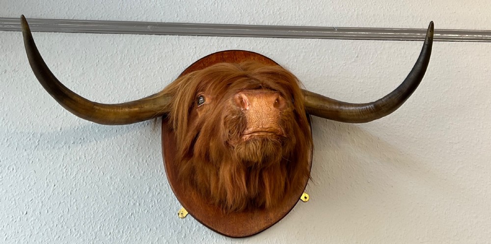 Taxidermy of Scottish Highland Cow View IV