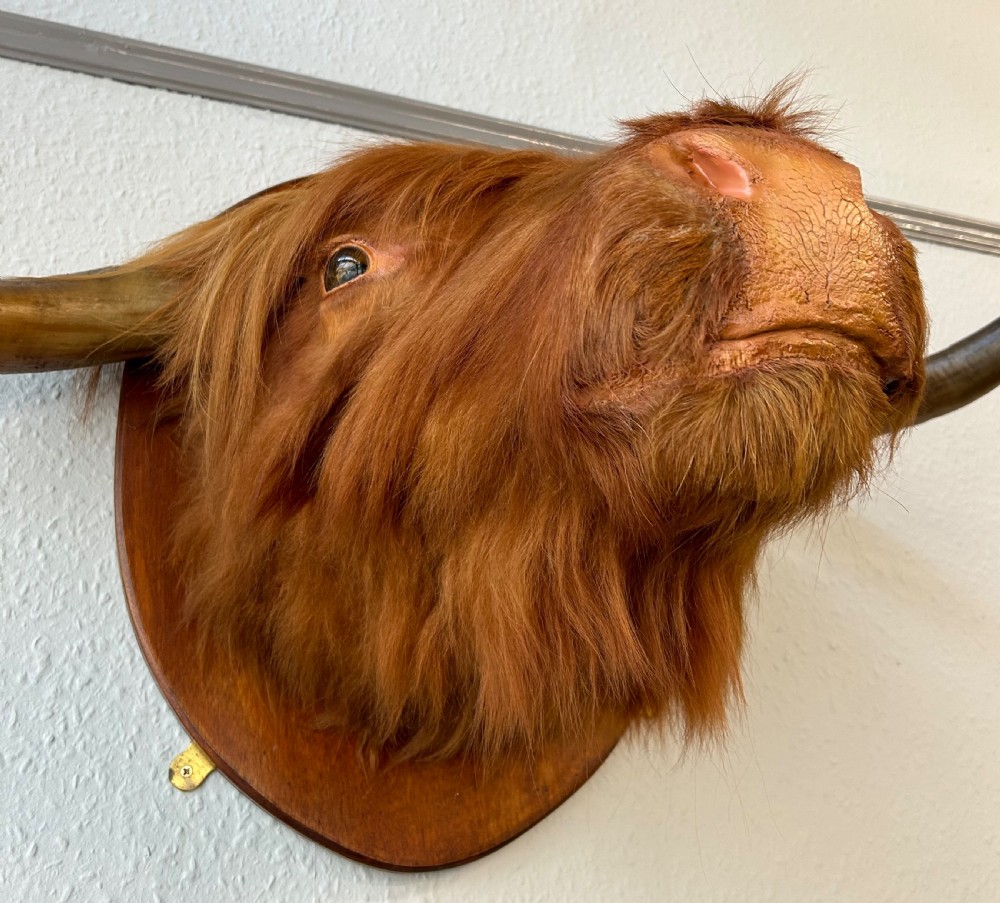 Taxidermy of Scottish Highland Cow View V