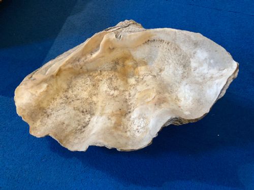 Large Clam Shell