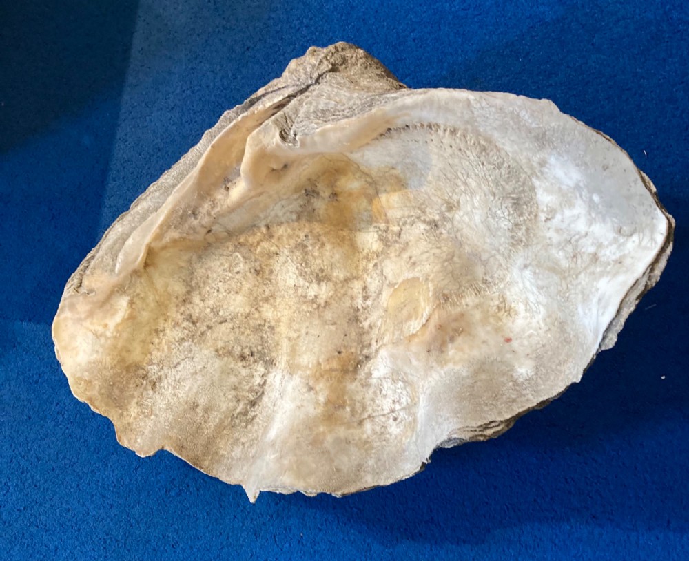 Large Clam Shell  View II