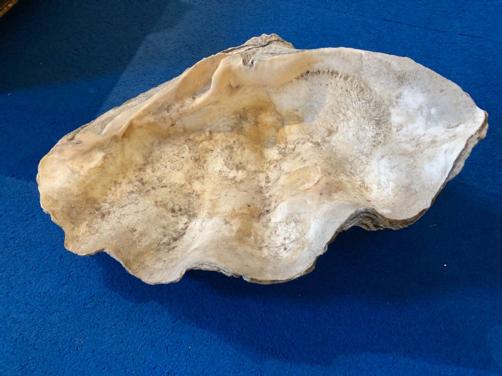 Large Clam Shell  View III
