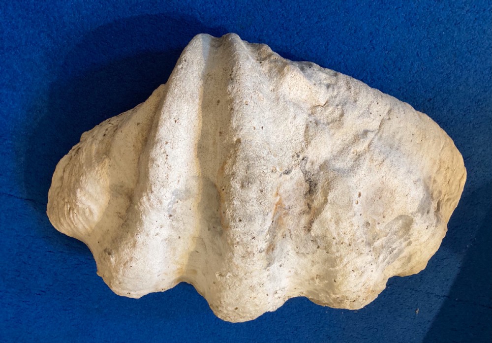 Large Clam Shell  View IV