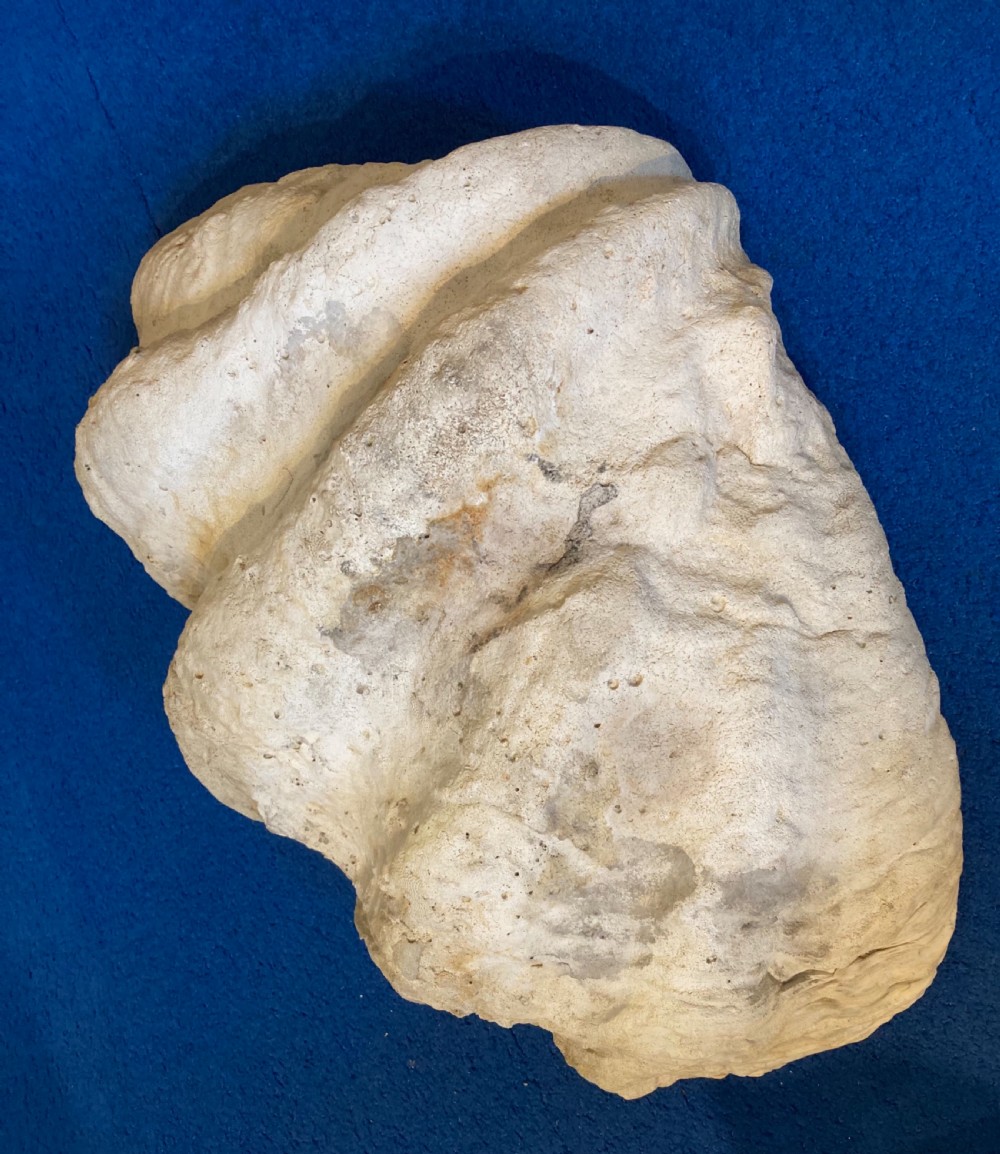 Large Clam Shell  View V