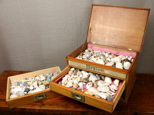 Edwardian Collector's Cabinet with Shell Collection.