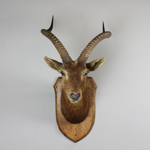 Edwardian Mounted Antelope Head.
